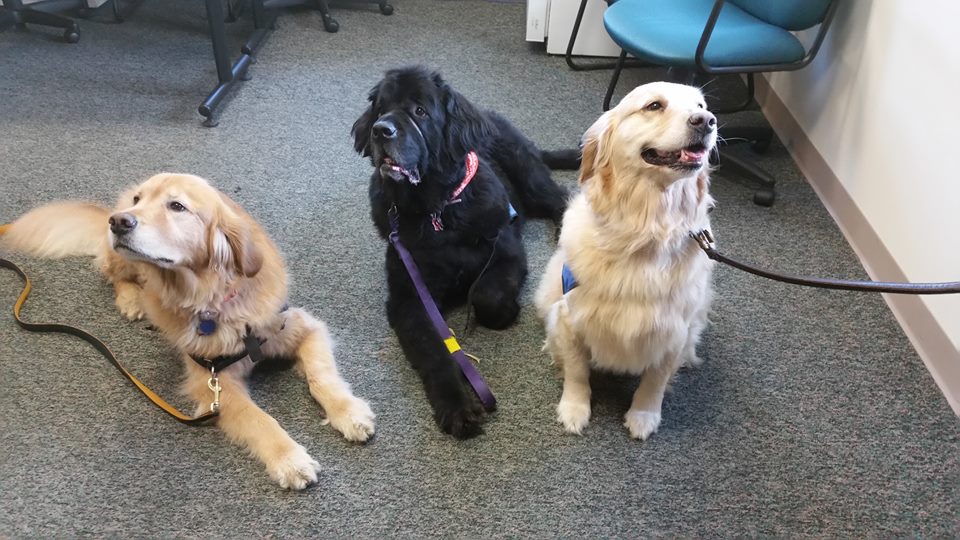 Ollie, Rosie, and Caroline: Therapy Dogs!
